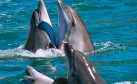 В Тихом океане засняли прогулку тысячи дельфинов с двумя китами ВИДЕО