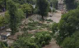 Бывший Алешинский рынок в столице лишился деревьев
