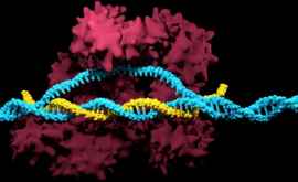 Футуристическая технология редактирования генов может вызвать рак