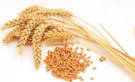 Южная Корея приостановила импорт пшеницы и муки из Канады