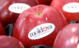 Молдова впервые вошла в десятку крупнейших мировых экспортеров яблок