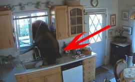 Un urs a intrat întro casă din California pentru a căuta bomboane VIDEO