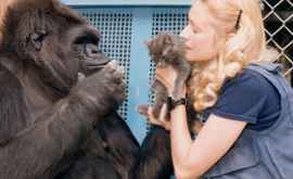 Gorila care a învăţat limbajul semnelor a murit la 46 de ani