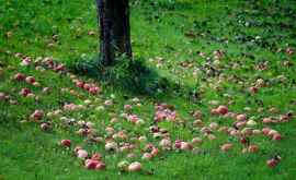 De ce cad fructele din pom în luna iunie