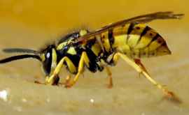 Ce trebuie să faci dacă te ințeapă o albină sau o viespe