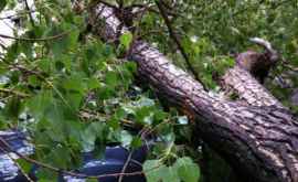 Дерево упало на машину во время ливня в Кишиневе видео 
