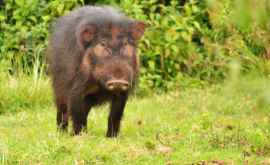 Опубликованы редкие кадры с самыми толстыми свиньями в мире ВИДЕО