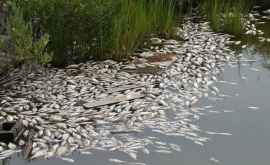 Cauza morţii în masă a peștilor din Lacul Vulcănești depistată