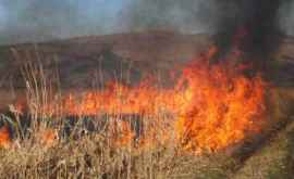 10 гектаров пшеницы уничтожил пожар в ШтефанВодэ