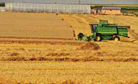 В Бельцах будут выведены новые сорта пшеницы ВИДЕО
