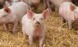 Очаг африканской чумы свиней в ЧадырЛунге был ликвидирован