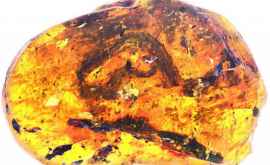 Ученые обнаружили в янтаре детеныша доисторического животного