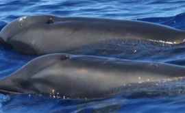 Ученые обнаружили уникальный гибрид дельфинов разных родов 