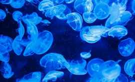 В Германии 90 человек пострадали от гигантских медуз