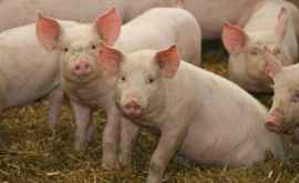Вспышка африканской чумы свиней была зарегистрирована в Джурджулешть