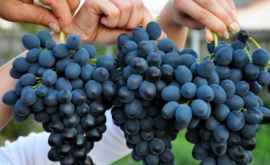 Почему полезно есть виноград с кожурой