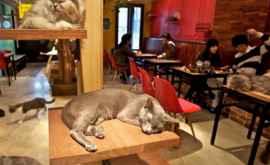 В Кишиневе открылось кафе для любителей кошек