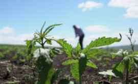 Soluția inedită găsită de Columbia pentru distrugerea culturilor de cocaină