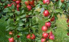 В 2018 году Молдова соберет крупнейший урожай яблок за последние 10 лет