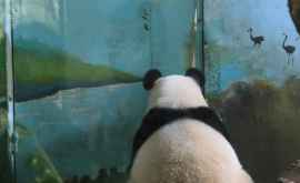 În Viena un urs panda a început să picteze