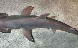 A fost identificată prima specie de rechin semivegetarian