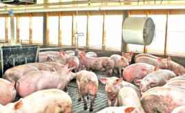 China a sacrificat 40000 de porci după primul focar de pestă porcină