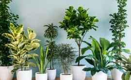 Plantele care atrag banii în casă