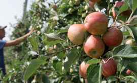 În regiunea Kursk vor fi plantate livezi de fructe moldovenești