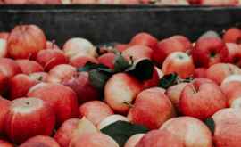 Впервые молдавские яблоки смогут попробовать в Индии