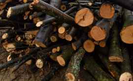 Молдаване готовятся к зиме сколько стоит кубометр дров