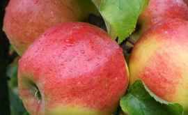 В Сороках проходит VIII Национальный фестиваль яблока 