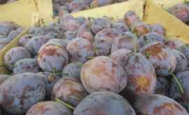 Aproape 100 de tone de prune din Moldova au fost distruse în regiunea Moscova