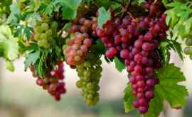 Мнение Сельхозпроизводители не могут продавать виноград изза его низкого качества