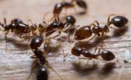 Cum scapi de furnici Remediile naturale care dau rezultate imediat