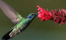 O nouă specie de colibri descoperită în Ecuador FOTO