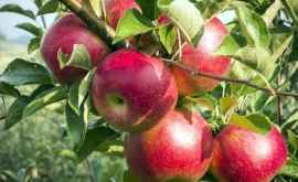 Садовод из Сорок приглашает угощаться яблоками из его сада ФОТО
