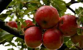 Fructele moldoveneşti vor putea fi exportate în India Canada şi Israel