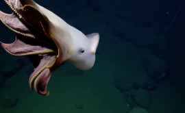 Apariție rară a unei caracatițe Dumbo în Oceanul Pacific VIDEO
