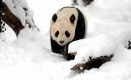 Реакция панды на первый в этом году снег ФОТОВИДЕО