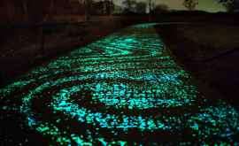 Биолюминесценция можно ли использовать светящиеся растения