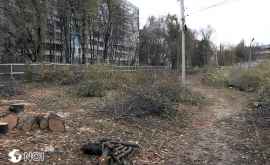 Как выглядит участок по ул Димо где срублены сотни деревьев ФОТО