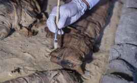 В Египте обнаружили гробницы с мумиями кошек и скарабеев