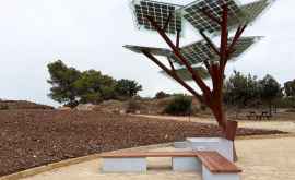 Солнечные деревья генерирующие зеленую энергию будут установлены в столице