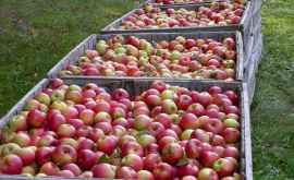 На севере Молдовы фермеры выбросили яблоки на трассе ФОТО