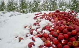 Грустная картина Яблоки в садах замерзли как и доходы фермеров ФОТО