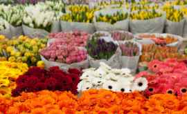 Unele flori din comerț sînt tratate cu substanțe toxice