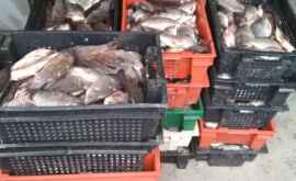 500 kg de pește fără acte de proveniență urma să ajungă în piețele din capitală