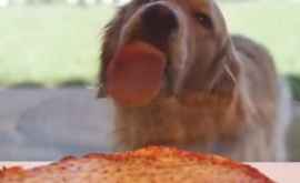 Ce face un cîine ca să ajungă la o pizza VIDEO 