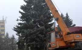 В Унгенах украшают праздничную елку
