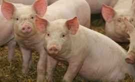 Карантин введенный в трех последних очагах чумы свиней снят